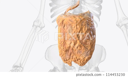 The peritoneum is a continuous membrane which lines the abdominal cavity and covers the abdominal organs 114453230