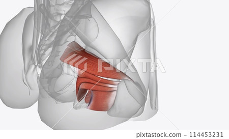 Lateral rotatcr muscles of right hip Lateral rotatcr muscles of right hip 114453231