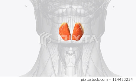The mentalis muscle is a paired central muscle of the lower lip, situated at the tip of the chin 114453234