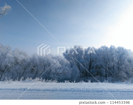 Winter beautiful landscape with trees covered with hoarfrost. 114453396