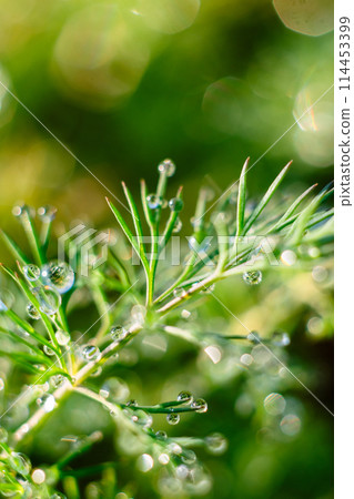 The early sun illuminates the dew drops on the green dill. background. blurred 114453399