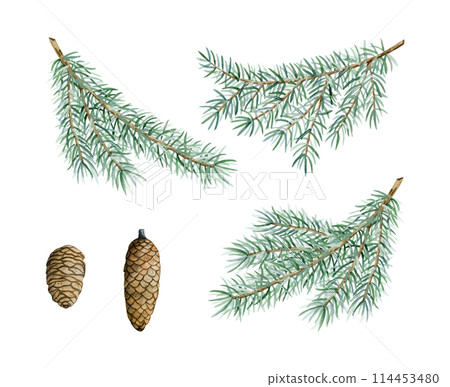 Watercolor pine branches with cones botanical isolated illustration set. Hand drawn green spruce tree branch with needles. Botanical fir greenery decor for winter holidays and New Year greeting card Watercolor pine branches with cones botanical isolated illustration set. Hand drawn green spruce tree branch with needles. Botanical fir greenery decor for winter holidays and New Year greeting card 114453480