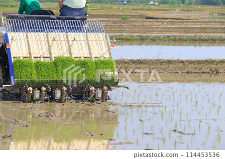 用插秧機插秧 用插秧機插秧 114453536