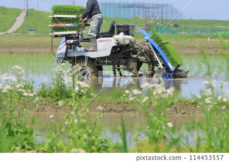 Rice planting Rice planting with a rice planting machine 114453557