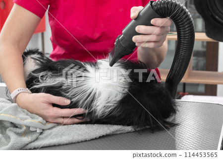 Professional Dog Grooming Expert Handling with Care and Patience Using a Blow Dryer for Fur Drying 114453565
