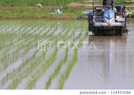 用插秧機插秧 114453566