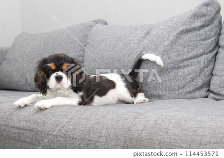 Portrait of handsome cavalier spaniel. Cute puppy is resting on the couch. Portrait of handsome cavalier spaniel. Cute puppy is resting on the couch. 114453571