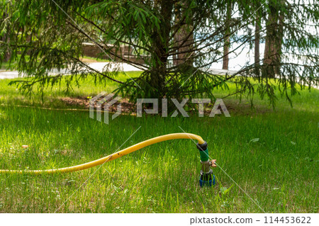 Yellow garden hose on green grass near spruce tree in backyard on sunny summer day 114453622