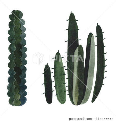Set of cacti. Plants for the home. Floriculture. Desert flora. Isolated watercolor illustration on white background. Clipart. 114453638