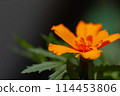 Marigold flower 114453806