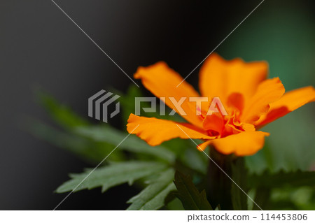 Marigold flower 114453806