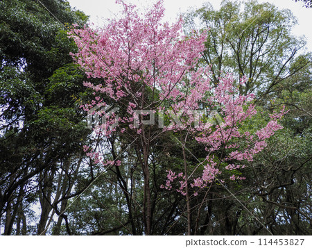 冷櫻花風景 114453827