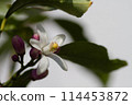 Lemon Flower 114453872