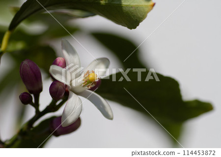 Lemon Flower 114453872