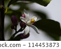Lemon Flower 114453873