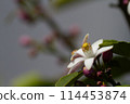 Lemon Flower 114453874