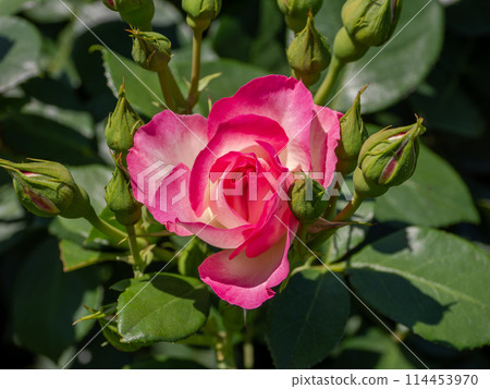 A rose with a white base and deep pink edges [Strawberry Ice] 114453970