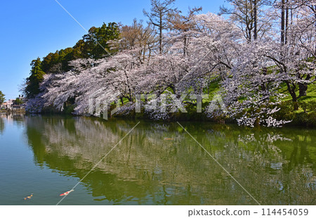 新潟縣上越市高田城跡公園的櫻花 新潟縣上越市高田城跡公園的櫻花 114454059