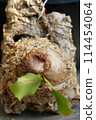 Staghorn fern mounted on cork 114454064