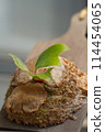 Plated ferns 114454065