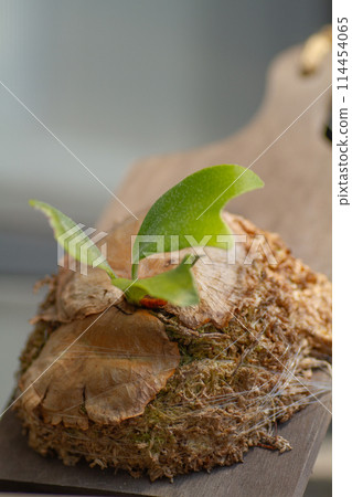 Plated ferns 114454065