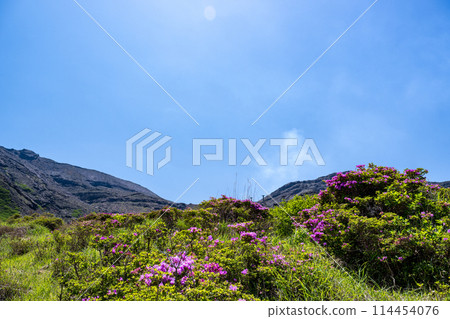 美山霧島在晴朗的天氣在阿蘇仙水峽綻放 美山霧島在晴朗的天氣在阿蘇仙水峽綻放 114454076