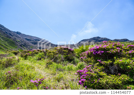 美山霧島在晴朗的天氣在阿蘇仙水峽綻放 美山霧島在晴朗的天氣在阿蘇仙水峽綻放 114454077
