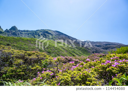 美山霧島在晴朗的天氣在阿蘇仙水峽綻放 114454080