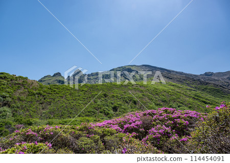 美山霧島在晴朗的天氣在阿蘇仙水峽綻放 美山霧島在晴朗的天氣在阿蘇仙水峽綻放 114454091