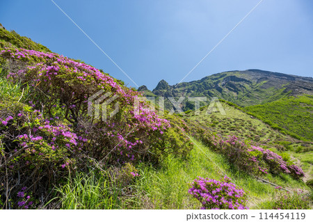 Miyama Kirishima blooming in Aso Sensuikyo in fine weather 114454119