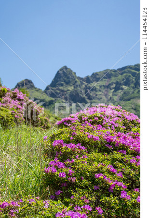 美山霧島在晴朗的天氣在阿蘇仙水峽綻放 美山霧島在晴朗的天氣在阿蘇仙水峽綻放 114454123