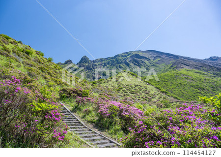美山霧島在晴朗的天氣在阿蘇仙水峽綻放 114454127