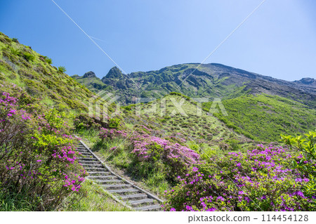 美山霧島在晴朗的天氣在阿蘇仙水峽綻放 114454128
