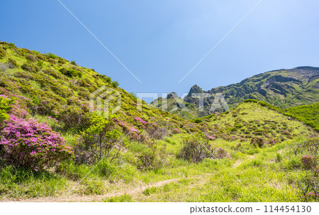 美山霧島在晴朗的天氣在阿蘇仙水峽綻放 美山霧島在晴朗的天氣在阿蘇仙水峽綻放 114454130