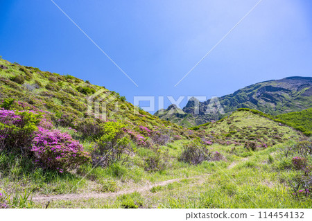 美山霧島在晴朗的天氣在阿蘇仙水峽綻放 美山霧島在晴朗的天氣在阿蘇仙水峽綻放 114454132