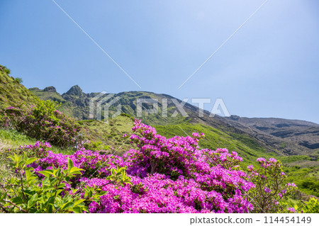 美山霧島在晴朗的天氣在阿蘇仙水峽綻放 美山霧島在晴朗的天氣在阿蘇仙水峽綻放 114454149