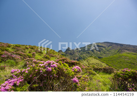 美山霧島在晴朗的天氣在阿蘇仙水峽綻放 114454159