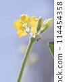Yellow flower 114454358