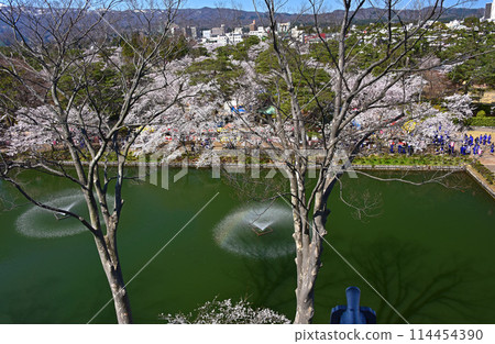 新潟縣上越市高田城跡公園的櫻花 新潟縣上越市高田城跡公園的櫻花 114454390