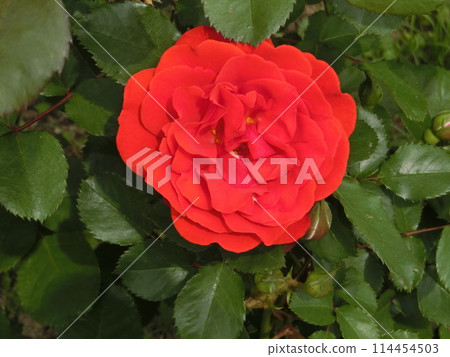rose	 rose	 114454503