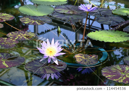 水野樹林 114454536