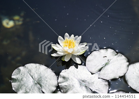 水野樹林 114454551