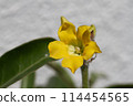 Densiflorum flower 114454565
