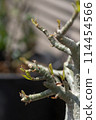 Adenium sprout 114454566