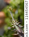 Densiflorum flower stalk 114454567