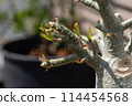 Adenium sprout 114454568
