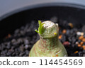 Adenium glauca sprouts 114454569