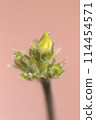 Densiflorum buds 114454571