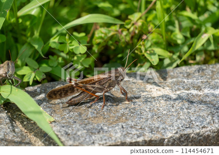 川口伊奈公園（赤山歷史自然公園） 114454671