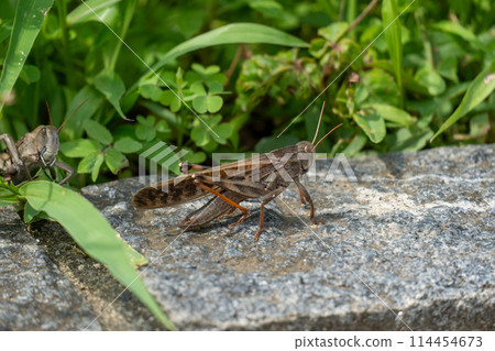 川口伊奈公園（赤山歷史自然公園） 114454673